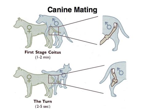 dog knots human|Canine reproduction